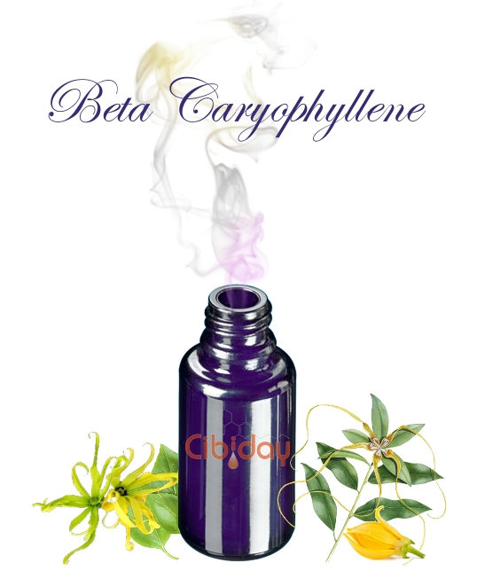 Bèta Caryofylleen Terpeen
